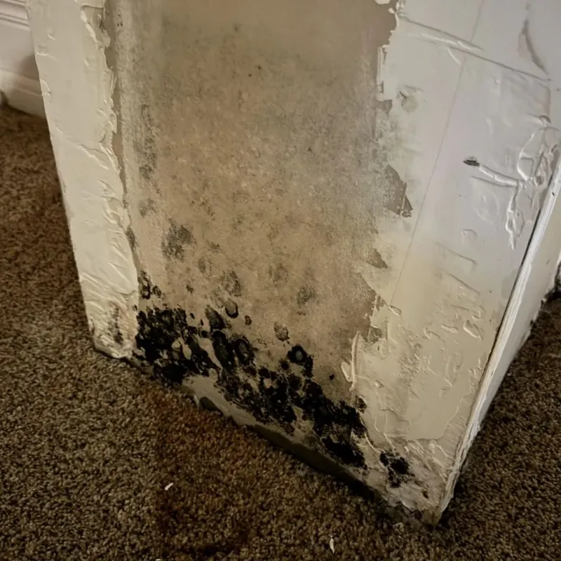 Professional Mold Removal in Santa Rosa County, FL